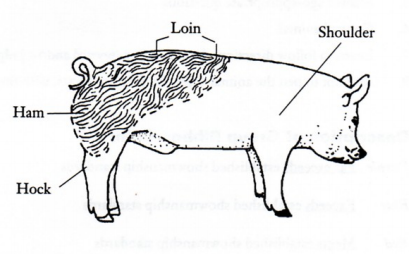 Diagram of swine body parts.